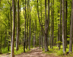 A dirt road through a green deciduous forest in spring
