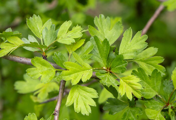 Close-up of young leaves of Crataegus monogyna © sebi_2569