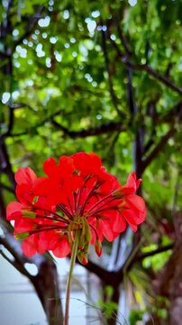 Flower and rain