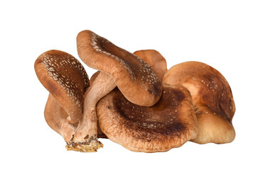 Group of shiitake mushrooms isolated cutout on transparent