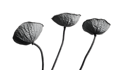 Black and white botanical, dried lotus seed pods