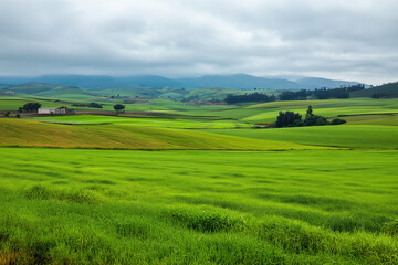 Obraz premium Expansive green fields stretching under a cloudy sky