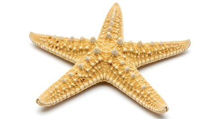 A detailed, isolated starfish against a clean white background, perfect for marine themes.