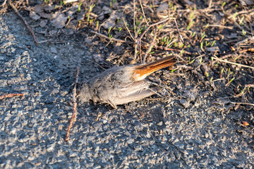 Dead bird lying on asphalt road