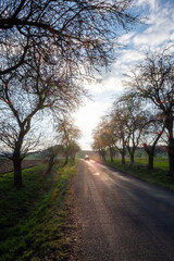 Car driving on rural road with trees at sunset