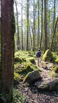 Hiking in forest
