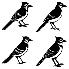 Blue Jay Silhouette vector illustration