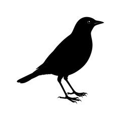 Blackbird Silhouette vector illustration
