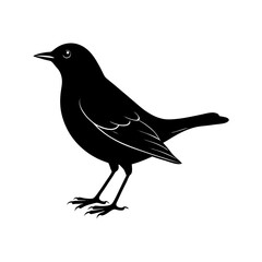 Blackbird Silhouette vector illustration