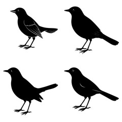 Blackbird Silhouette vector illustration