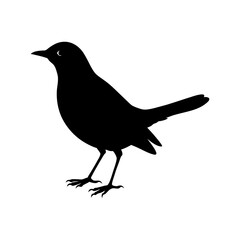 Blackbird Silhouette vector illustration