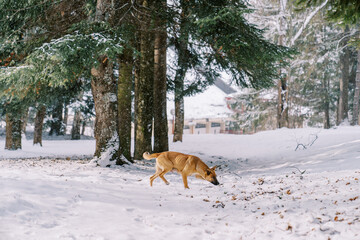 Red dog walks through a snowy forest, sniffing. Side view