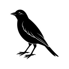 Bird Silhouette vector illustration