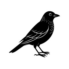 Bird Silhouette vector illustration
