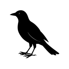 Bird Silhouette vector illustration