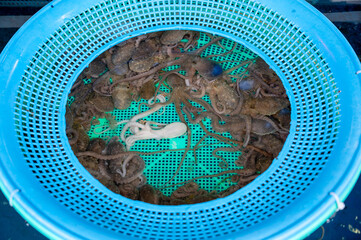 Korean seafood ingredient. Live octopus.