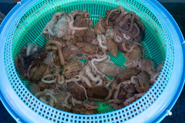 Korean seafood ingredient. Live octopus.