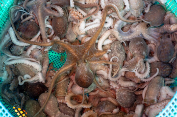 Korean seafood ingredient. Live octopus.
