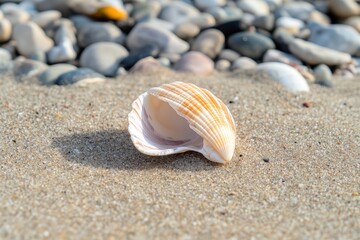 Seashell resting gently on a sandy beach.