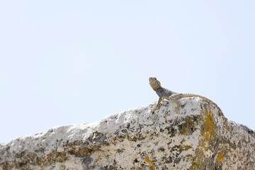 Laudakia stellio, also known as the starred agama or rough-tailed rock agama, is a lizard species commonly found in the rocky and arid regions of the Eastern Mediterranean. Known for its spiny appeara