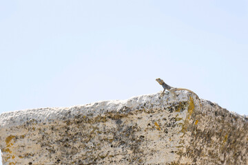 Laudakia stellio, also known as the starred agama or rough-tailed rock agama, is a lizard species commonly found in the rocky and arid regions of the Eastern Mediterranean. Known for its spiny appeara