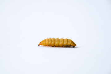 Black Soldier Fly Larvae (Hermetia illucens) or maggots isolated on white background. They are...