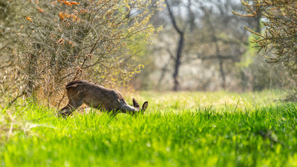 Ein Reh in freier Natur