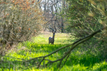Ein Reh in freier Natur