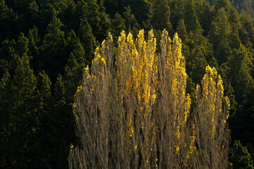 A very colorful autumn in the forests and mountains of Patagonia