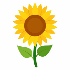 Sunflower vector on white background