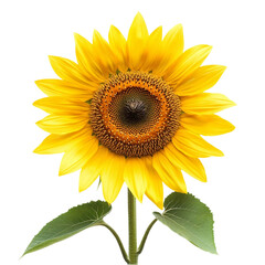 Obraz premium Sunflower (Helianthus annuus inflorescence) isolated png.png