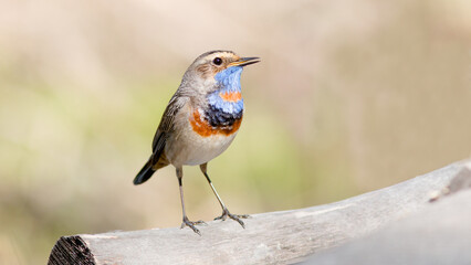 robin on a branch