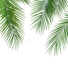 Obraz premium realistic shadows of green leaves isolated on a white background, decorative design elements for Summer Season.