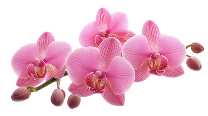 A single pink flower with a white center is surrounded by other pink flowers. Concept of beauty and elegance, as the flowers are arranged in a way that highlights their delicate features