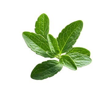 separate stevia leaf floating fall in white background