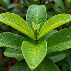 close up of green leaves