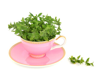 Lemon balm herb tea with luxury pink teacup and fresh leaves. Herbal health drink surreal abstract art on white background. Natural alternative medicine. Melissa.