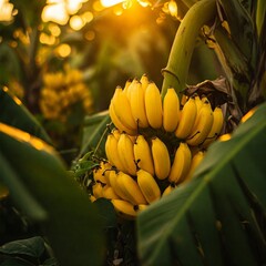 bananas on a tree