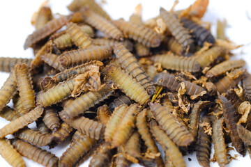 Black Soldier Fly Larvae (Hermetia illucens) or maggots are animals that are able to decompose organic waste, and are also commonly used as protein-rich animal feed.