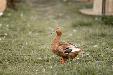 Wild mallard duck, a waterfowl with brown feathers and a green beak, in the nature of a park with grass