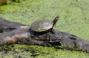 Turtle sitting on long in pond 