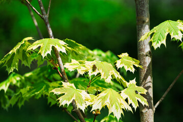 Maple Tree. Variegated yellow and green leaves against a green backdrop 