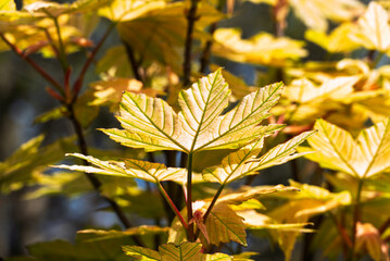 Obraz premium Maple Tree leaf from underneath with sunlight exposing the leaf veins