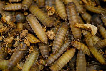 Black Soldier Fly Larvae (Hermetia illucens) or maggots are animals that are able to decompose organic waste, and are also commonly used as protein-rich animal feed.