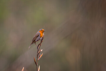 robin on a branch