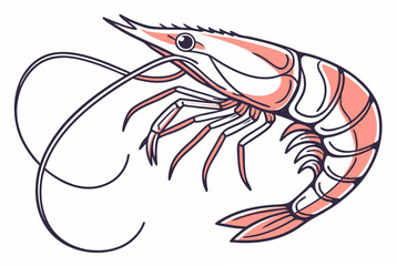 vector illustration of shrimp