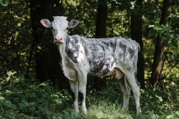 A young, white and black spotted cow stands in a grassy clearing with a forest behind it
