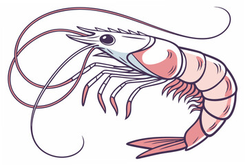 vector illustration of a shrimp