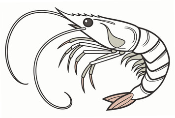 vector illustration of shrimp