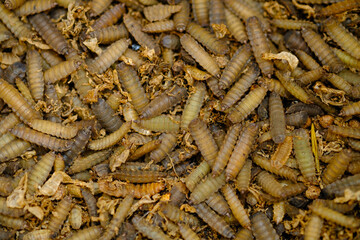 Black Soldier Fly Larvae (Hermetia illucens) or maggots are animals that are able to decompose organic waste, and are also commonly used as protein-rich animal feed.